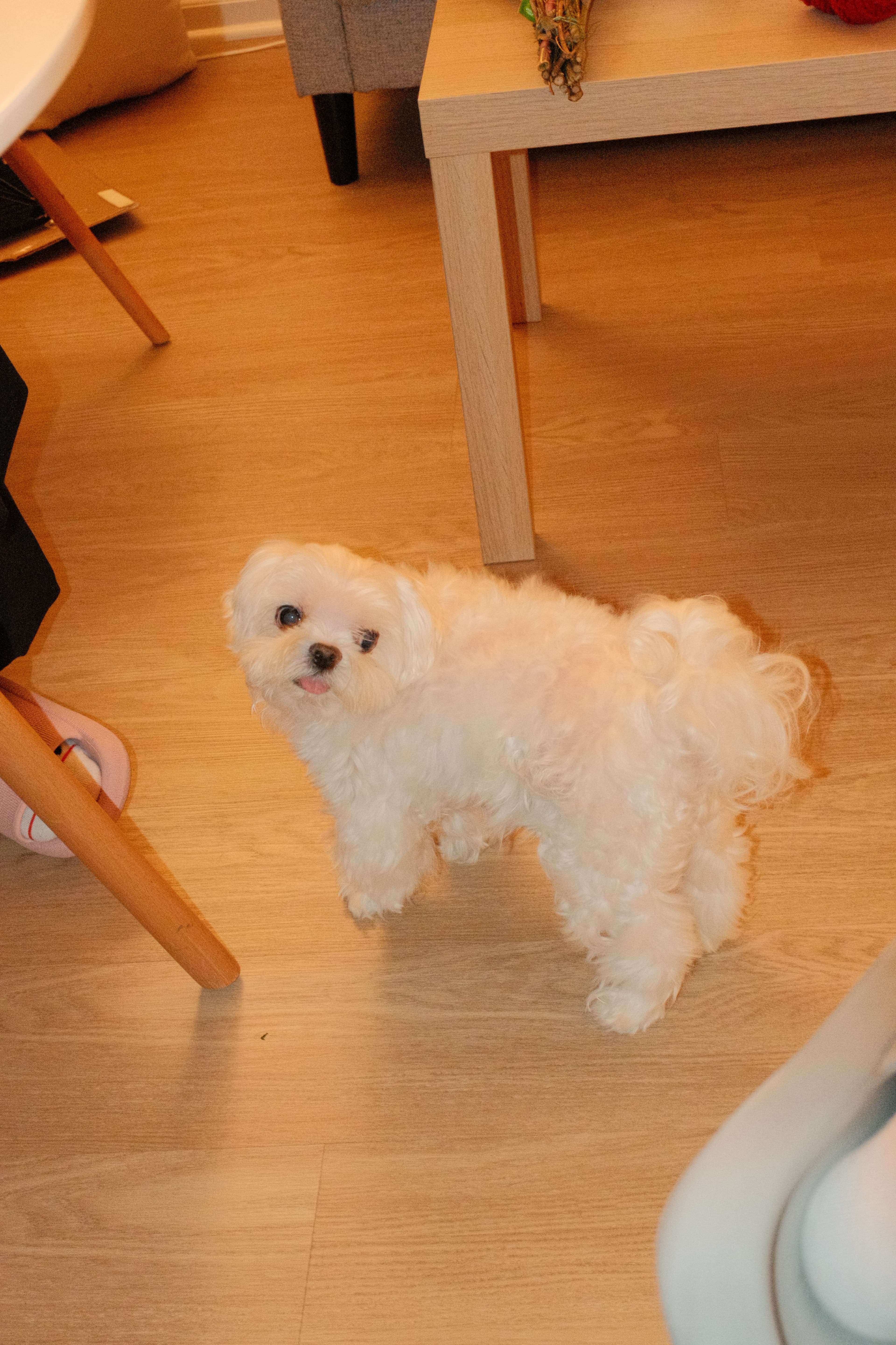 Teddy, a fluffy dog